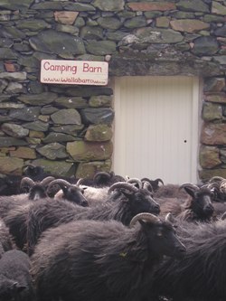 Wallabarrow Camping Barn. heb sheep in front of barn