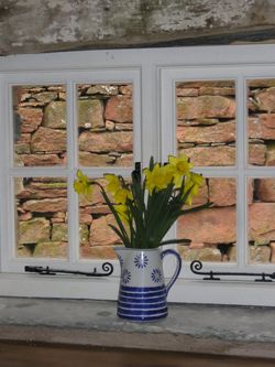 Wallabarrow Camping Barn. 35 jug of daffs