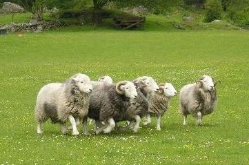 herdwick tups